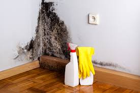 Professional Mold Removal in Eagle Lake, TX